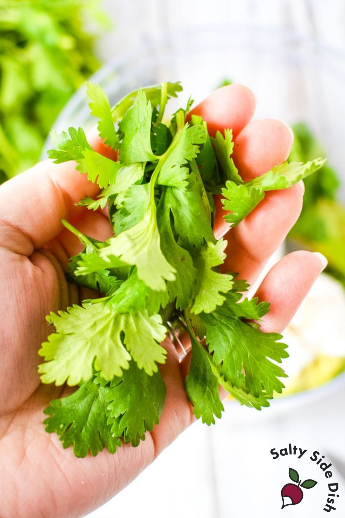 holding a bunch of fresh cilantro leaves in a hand.