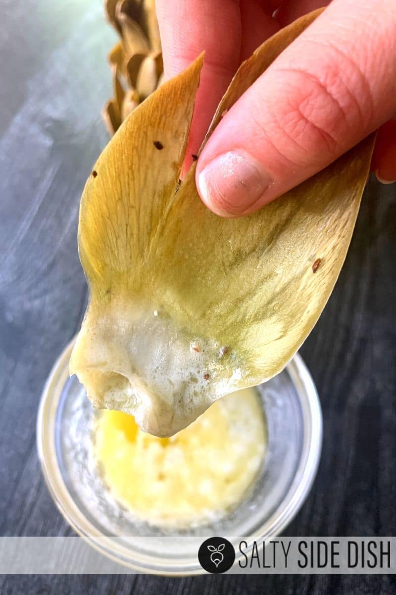 Pressure Cooker Artichokes with leaves dipping in garlic butter sauce and ready to eat